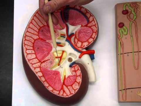 Model,Kidney