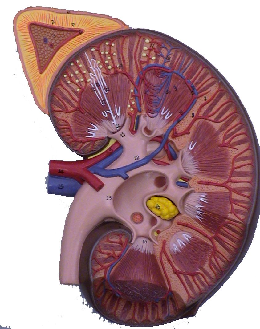 Model,Kidney,Adrenal,Gland